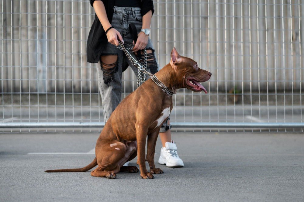 Gå tur med hunden i en sele fra havecenteret