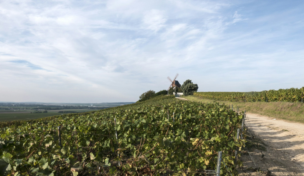 Vild med vin? Opdag hemmelighederne bag domaine bouzereau!